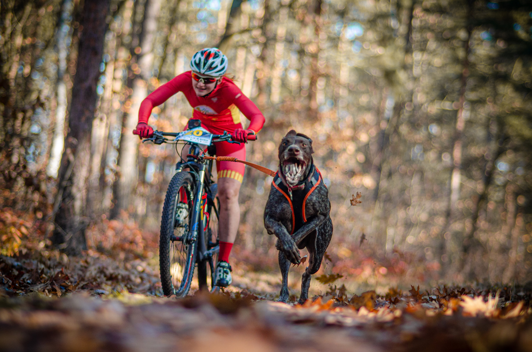 Каникрос - Dog Sports Bulgaria