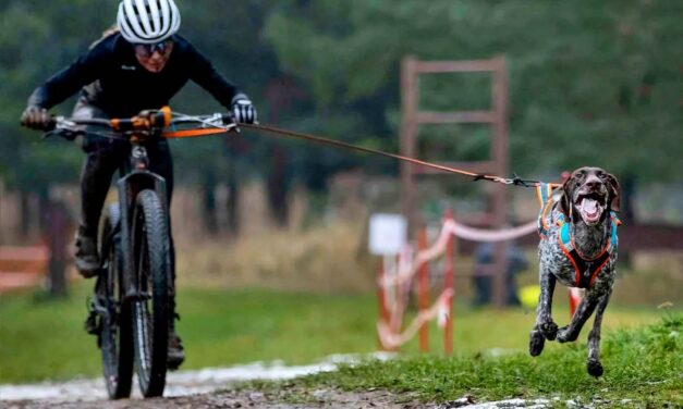 Байкджоринг