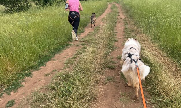 Как да научим кучето ни да бяга пред нас и да тегли